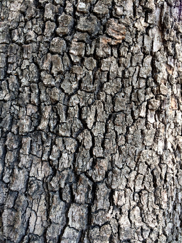 Bark texture of an oriental plane (Platanus orientalis) tree