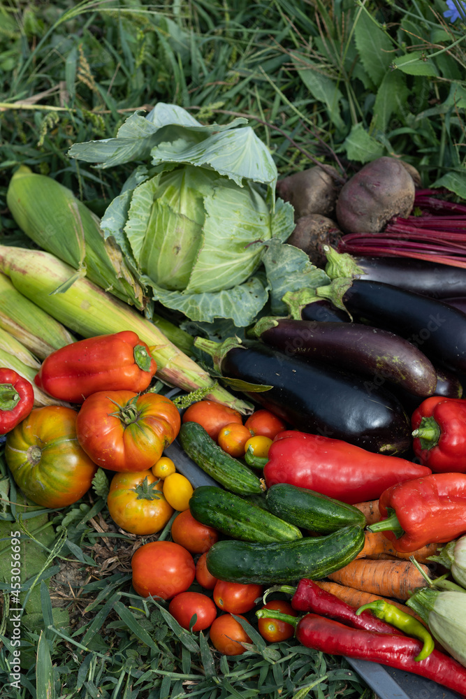 Harvest of vegetables Harvest of vegetables