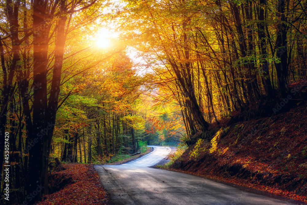 Narrow winding road in dark autumn forest, beautiful landscape with colored trees and sun, natural travel background, Carpathian mountains