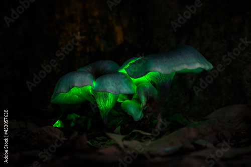 Ghost mushroom (Omphalotus nidiformis) a bioluminescent fungus SW Sydney Australia, To naked eye it is more of a white glow with camera picking up green glow long exposure single photo.