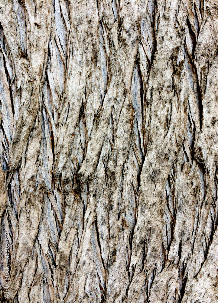 Bark texture of a cpyress (Cupressus sp) tree Bark texture of a cpyress (Cupressus sp) tree