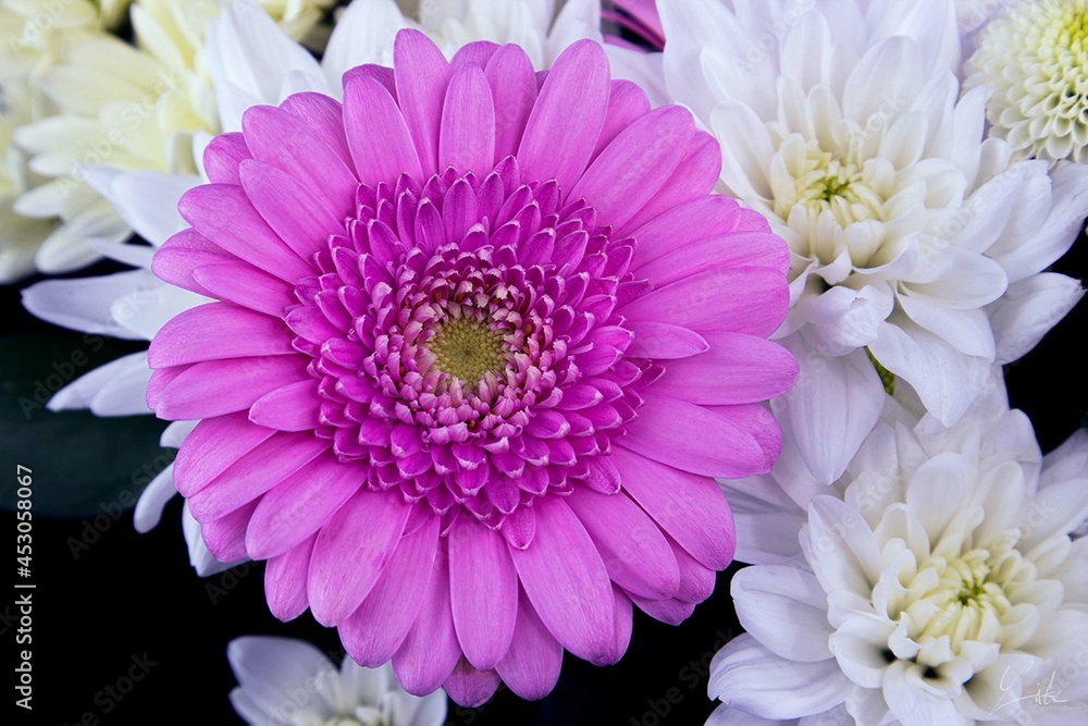 Most Beautiful Violet Pink Close up of  Gerbera or Transvaal Daisy With Small White Chrysanthemum On Black Background