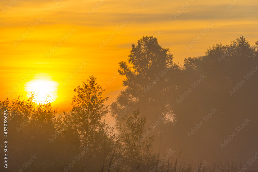 Green trees in a colorful misty forest in bright sunlight in wetland at sunrise in summer, Almere, Flevoland, The Netherlands, August 25, 2021