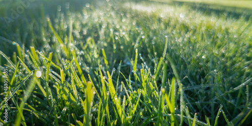 Panorama image of lush green grass on meadow with drops of water dew in morning sunlight. Beautiful artistic image of purity and freshness of nature, copy space.