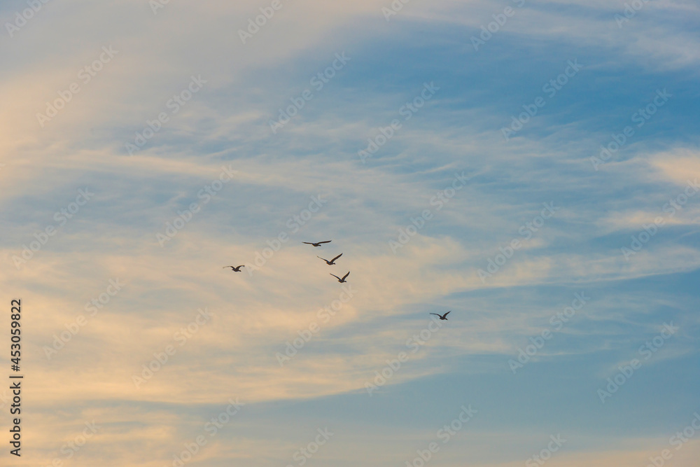 Flock of geese flying in a bright blue misty sky in sunlight at sunrise in summer, Almere, Flevoland, The Netherlands, August 25, 2021