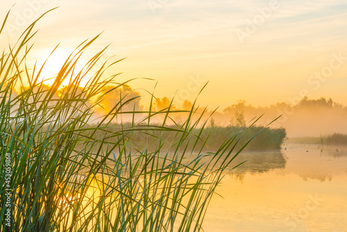 The edge of a misty lake with reed and wild flowers in wetland in sunlight at sunrise in summer  Almere  Flevoland  The Netherlands  August 25  2021