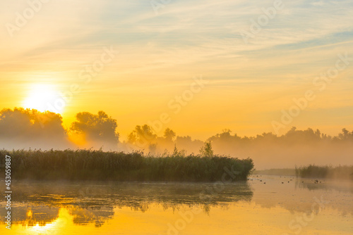 The edge of a misty lake with reed and wild flowers in wetland in sunlight at sunrise in summer, Almere, Flevoland, The Netherlands, August 25, 2021