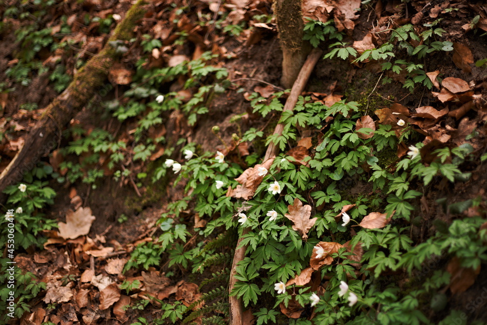 Green and brown forest floor covered with white flowers Green and brown forest floor covered with white flowers