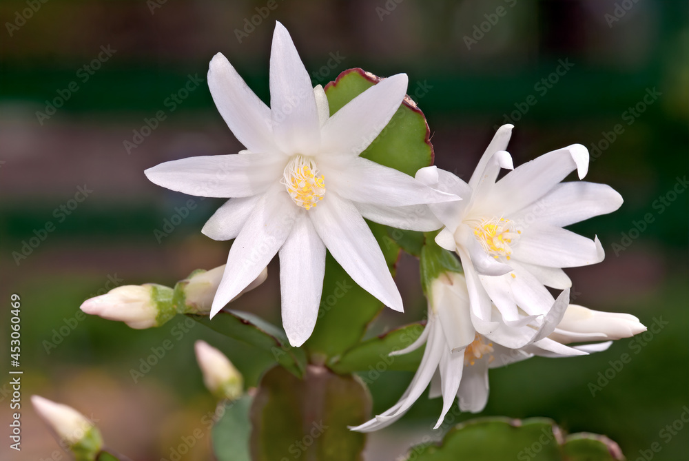 Pink Easter Cactus (Rhipsalidopsis rosea) in greenhouse Pink Easter Cactus (Rhipsalidopsis rosea) in greenhouse