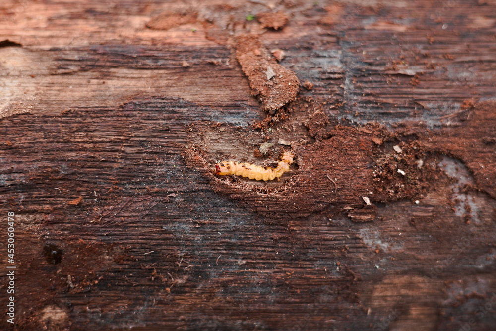 Bark beetle on touchwood closeup