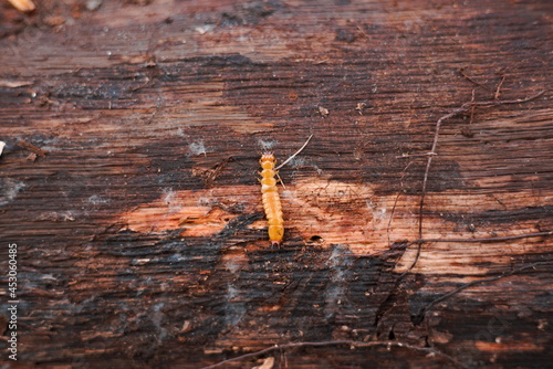 Bark beetle on touchwood closeup