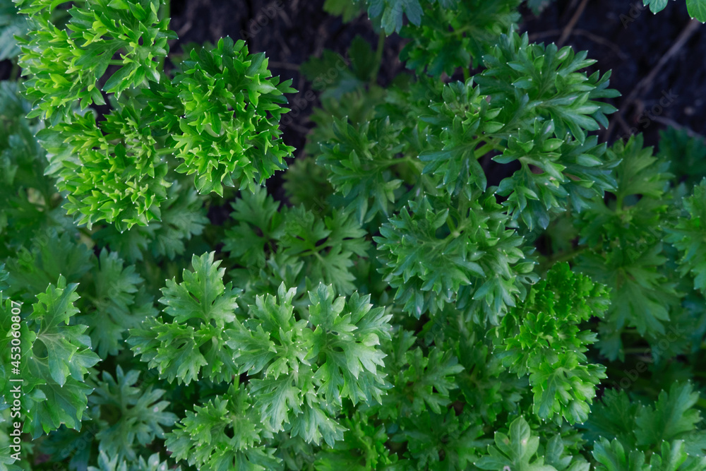 Fresh, juicy curly and common parsley in the garden of an eco-farm. Selective focus. Permaculture. Spices and herbs.