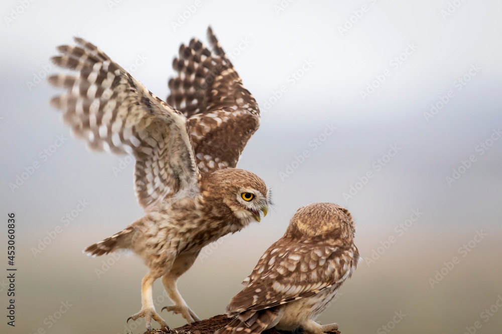 Fototapeta premium Little owls. Colorful nature background. Athene noctua.