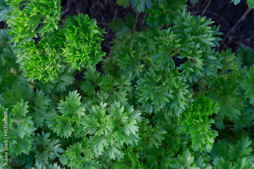 Fresh, juicy curly and common parsley in the garden of an eco-farm. Selective focus. Permaculture. Spices and herbs.