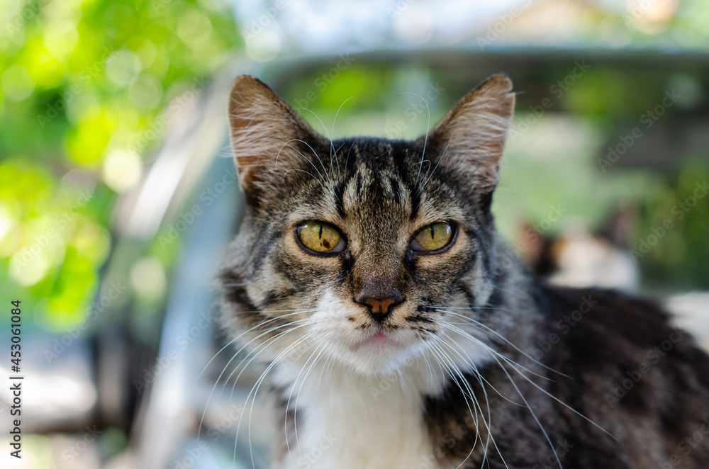 Street spotted cat. Yard abandoned pet. Home purebred cat for a walk. Street spotted cat. Yard abandoned pet. Home purebred cat for a walk.