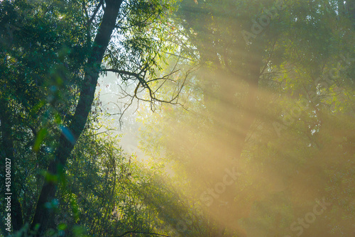 Green trees in a colorful misty forest in bright sunlight in wetland at sunrise in summer, Almere, Flevoland, The Netherlands, August 25, 2021