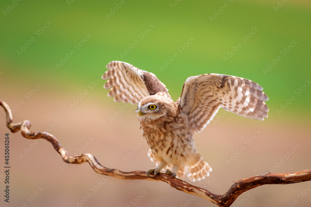 Fototapeta premium Little owl. Colorful nature background. Athene noctua. 