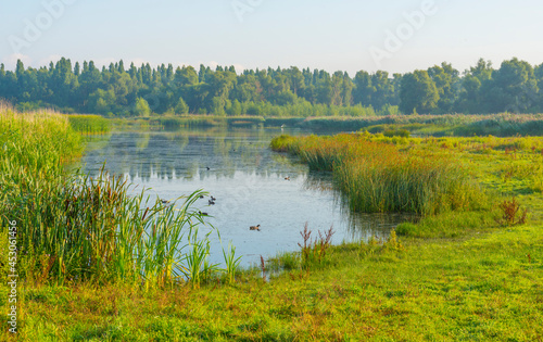 The edge of a misty lake with reed and wild flowers in wetland in sunlight at sunrise in summer, Almere, Flevoland, The Netherlands, August 25, 2021
