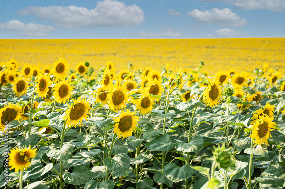 Obraz premium Beautiful sunflowers in the field, natural background.