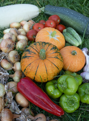 Autumn vegetables  close-up. Pumpkins  green and red paprika  onions  tomatoes and cucumbers are on green grass. Organic food background. The concept of Harvest  Thanksgiving day  Halloween