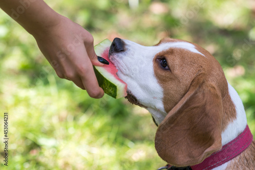 Portrait of cute beagle dog eating watermelon on a green meadow