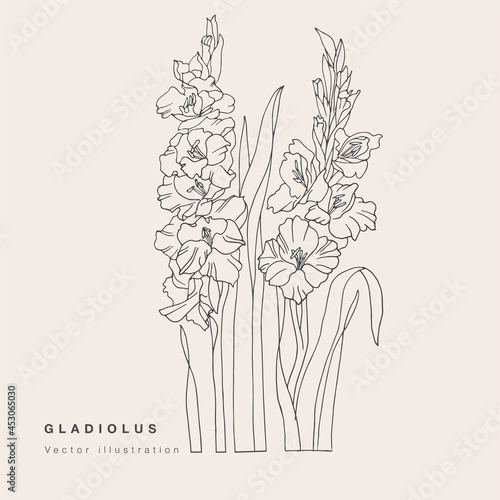 Hand draw vector gladiolus flowers illustration. Botanical floral card on white background. photo