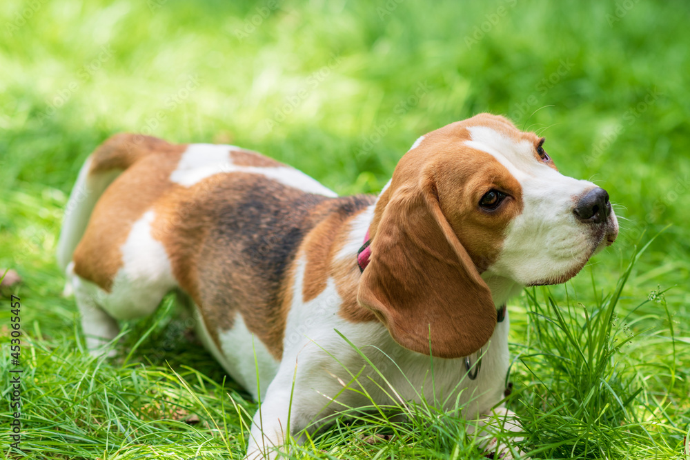 Portrait of cute beagle dog on a green meadow Portrait of cute beagle dog on a green meadow