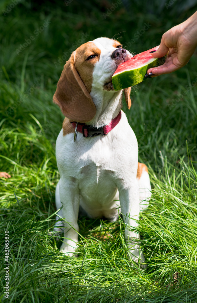 Portrait of cute beagle dog eating watermelon on a green meadow Portrait of cute beagle dog eating watermelon on a green meadow