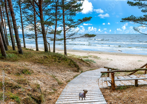 Wooden footpath leading to sandy beach of the Baltic Sea, on foreground seen ...