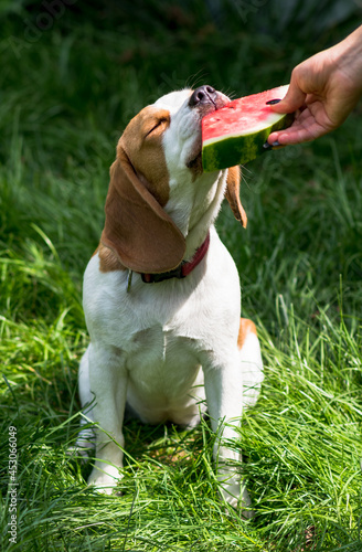 Portrait of cute beagle dog eating watermelon on a green meadow