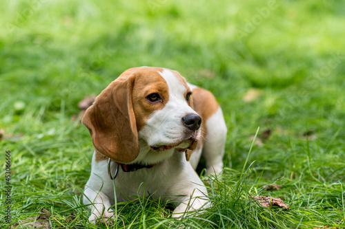 Portrait of  cute beagle dog on a green meadow