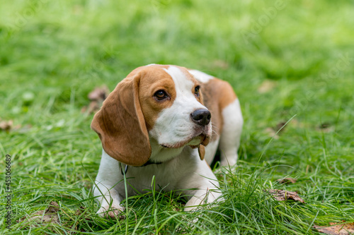 Portrait of cute beagle dog on a green meadow