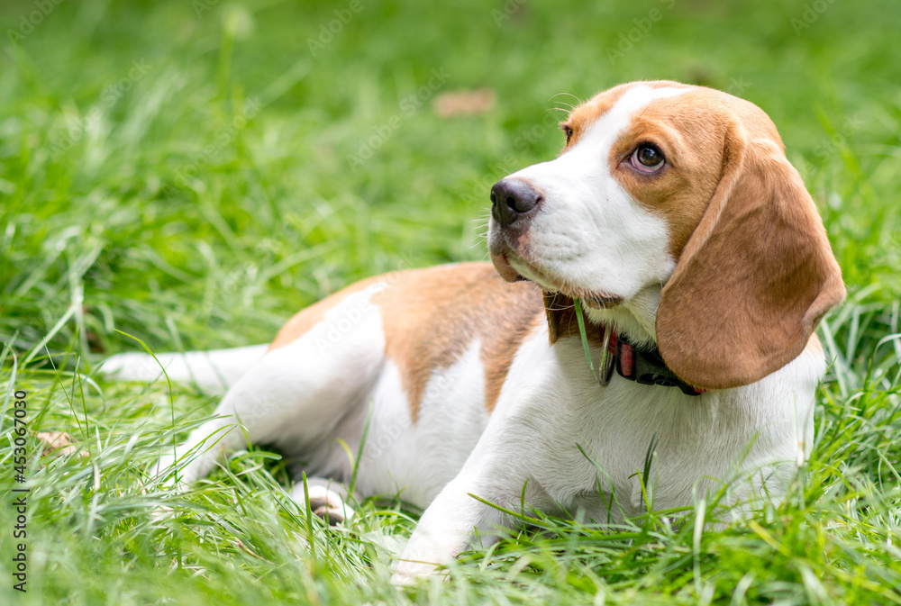 Portrait of  cute beagle dog on a green meadow