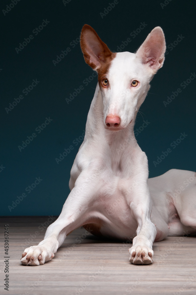 funny dog on a dark blue background in the studio. portrait spanish greyhound, podenko ibitsenko