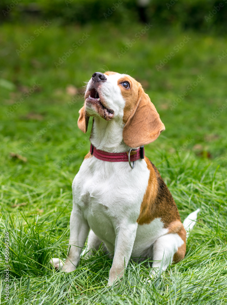 Portrait of  cute beagle dog playing on a green meadow