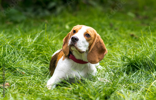 Portrait of cute beagle dog on a green meadow