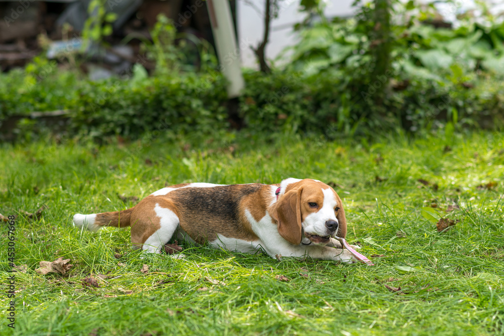 Portrait of cute beagle dog playing on a green meadow Portrait of cute beagle dog playing on a green meadow