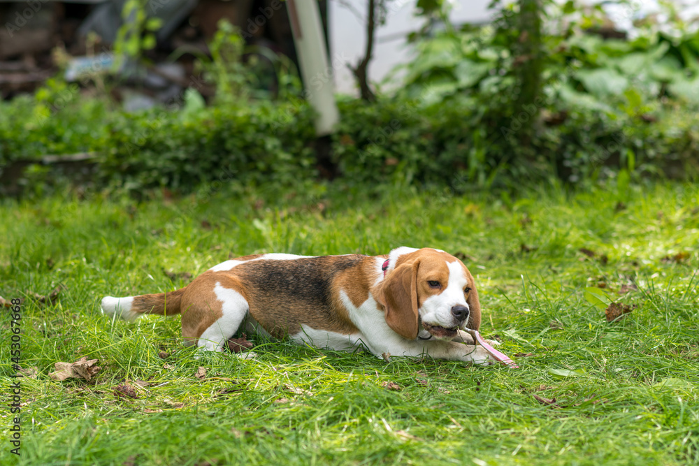 Portrait of  cute beagle dog playing on a green meadow