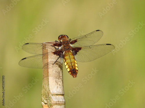 Broad bodied chaser © Les