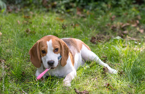 Portrait of cute beagle dog playing on a green meadow