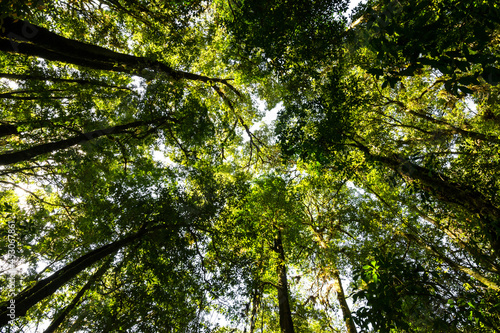 Low angle view looking up of abundance tropical forest tree with green leaves in the mountain.