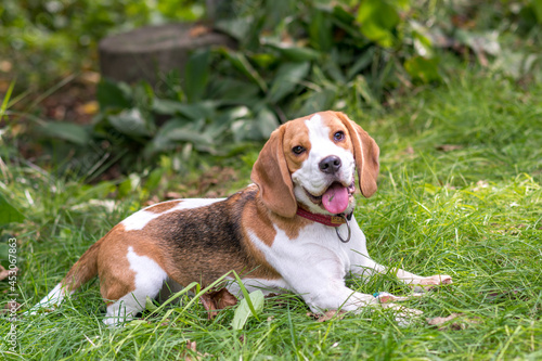 Portrait of cute beagle dog on a green meadow