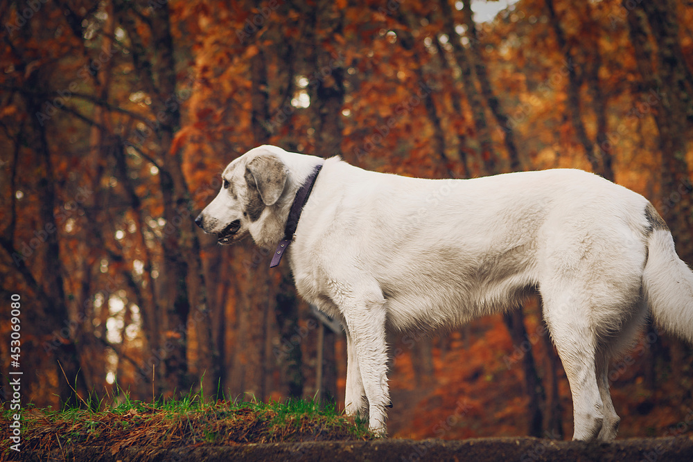 Hiking in autumn with pets. High quality photo
