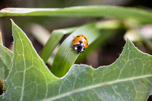 Ladybug sitting on a flower leaf warm spring day on a leaf insect beetle. Macro of seven spot ladybug Coccinella septempunctata .