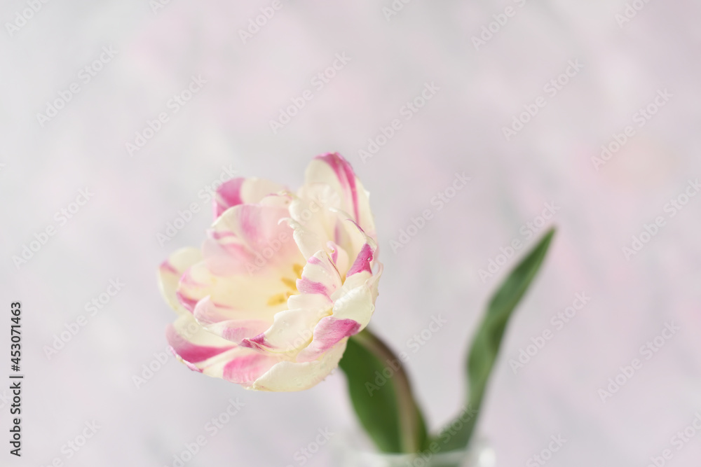 Delicate pink tulips on a pink background. banner, postcard, free space for your ideas and text. Greeting card, invitation. Delicate pink tulips on a pink background. banner, postcard, free space for your ideas and text. Greeting card, invitation.