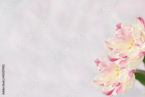 Delicate pink tulips on a pink background. banner, postcard, free space for your ideas and text. Greeting card, invitation. © Ann Stryzhekin