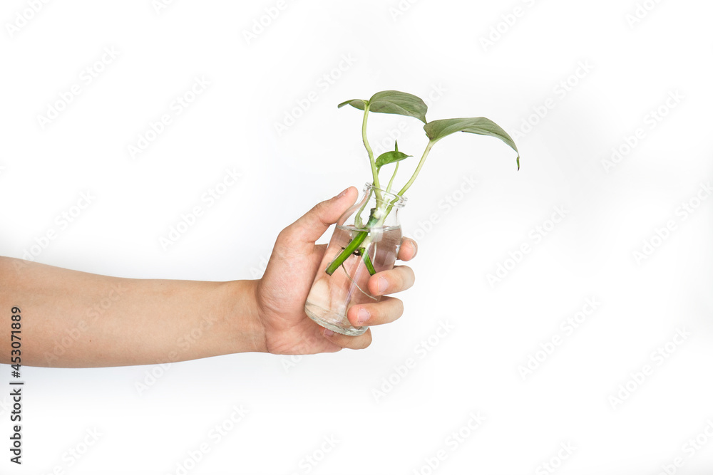 Close up of hand holding glass bottle plant isolated with white background. Bottle vase with small plant