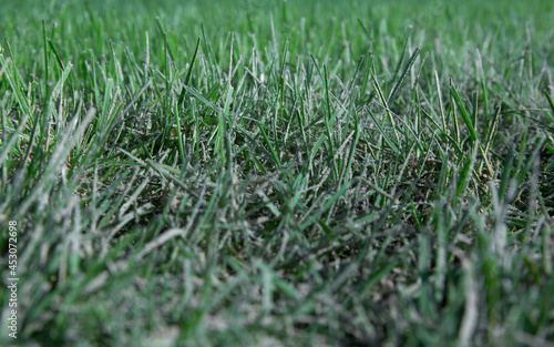 Grass with fertilizer. Chalk. Farming.