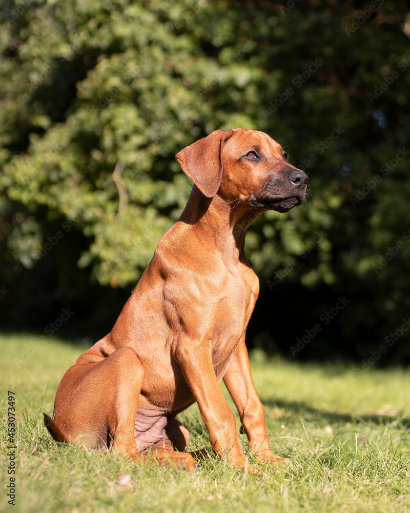 Rhodesian Ridgeback, Welpe, Hund im Grünen Rhodesian Ridgeback, Welpe, Hund im Grünen