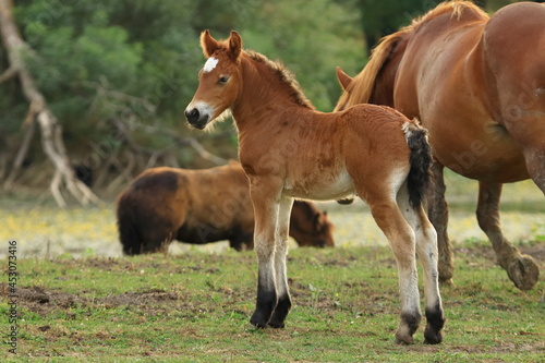 Cute brown foal with mare on meadow 